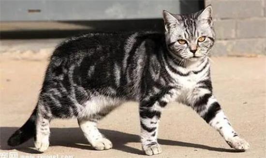 小猫口吐白沫的原因 赶紧带猫咪去医院吧