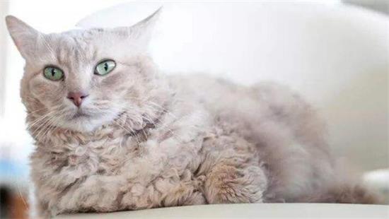 猫干呕不吐 猫原来吃了那么多毛？