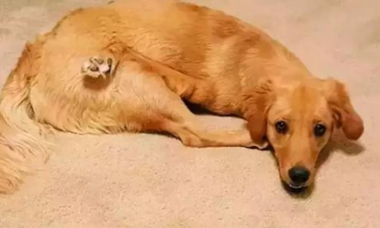 金毛犬拉的软便很臭是正常的吗？狗狗健康！