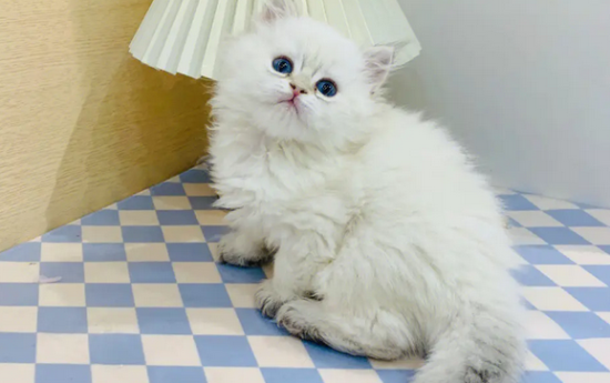 猫癣一般多久能好