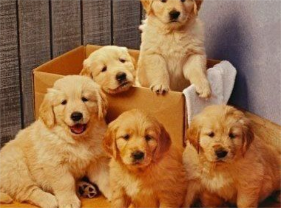 金毛幼犬吃什么有营养？哪些食物是金毛幼犬不能吃的？