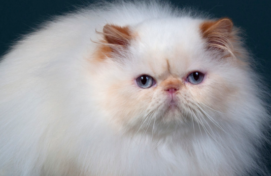 猫利尿药能排解腹水吗