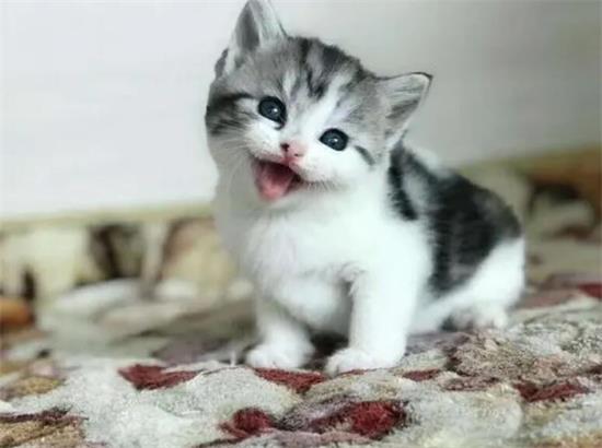 猫咪体外驱虫后吐白沫 可能是药物中毒!