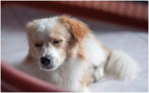狗狗吃草还呕吐是什么原因？