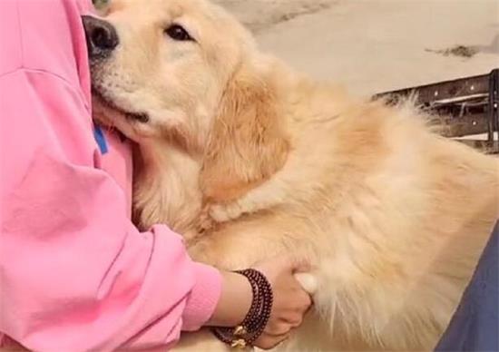 改正金毛犬扑到人身上的习惯 