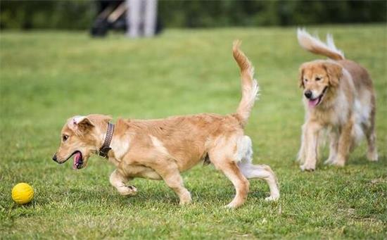 金毛幼犬的最佳训练时间？不要弄错