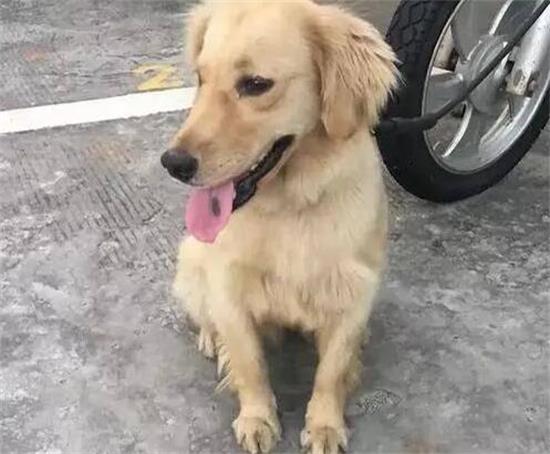 怎样制止刚来的金毛犬夜里叫吼？ 