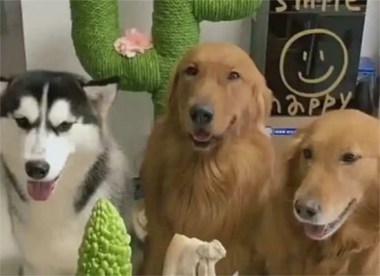 二哈金毛萨摩耶，哪只宠物犬最酷？