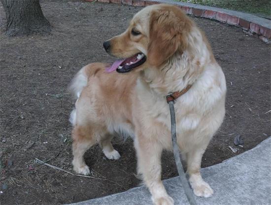 十个最好的金毛犬训练方法，学习一下