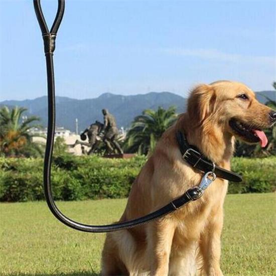 金毛日常生活训练: 如何正确使用犬绳