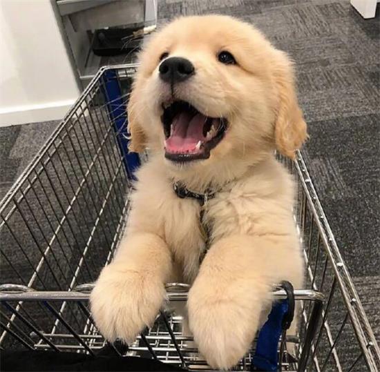 养金毛犬前，这6件事你必须了解，以防他说后悔