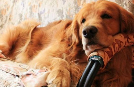 饲养金毛犬时，记牢这“五不必”，对它有挺大协助！