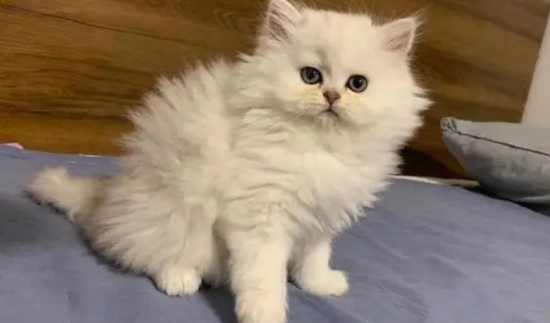 猫疫苗有哪些 核心疫苗是必须注射哦