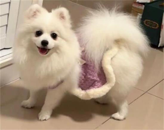 如何培养狗狗的忠诚度