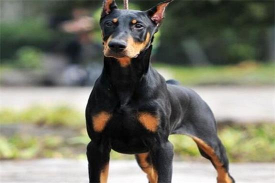 杜宾犬家养怎么样？