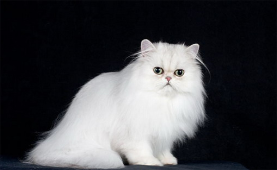 猫指甲整个掉下来了