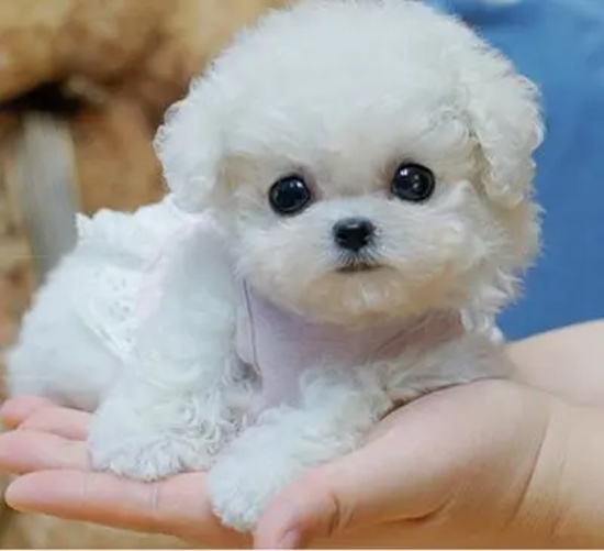 幼犬驱虫多久做一次？