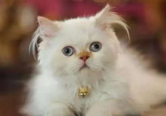 猫感冒打喷嚏吃什么药