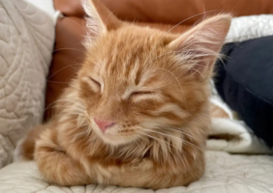 猫咪除了舒服会发出呼噜声，还有什么情况会呼噜