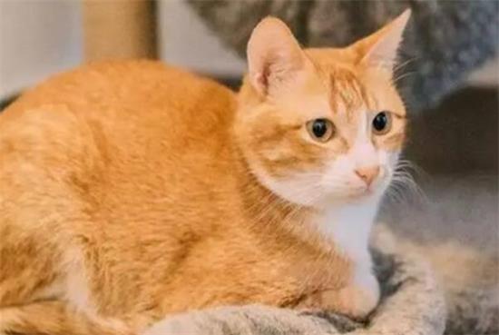 橘猫突然打喷嚏还流鼻涕了怎么回事