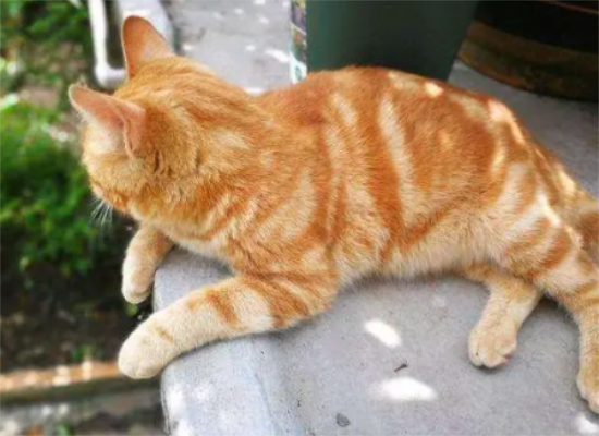 猫咪长期喝矿泉水会得尿结石吗