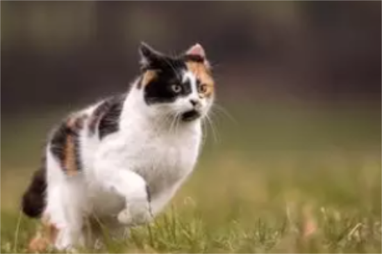 猫眼屎多是病了吗