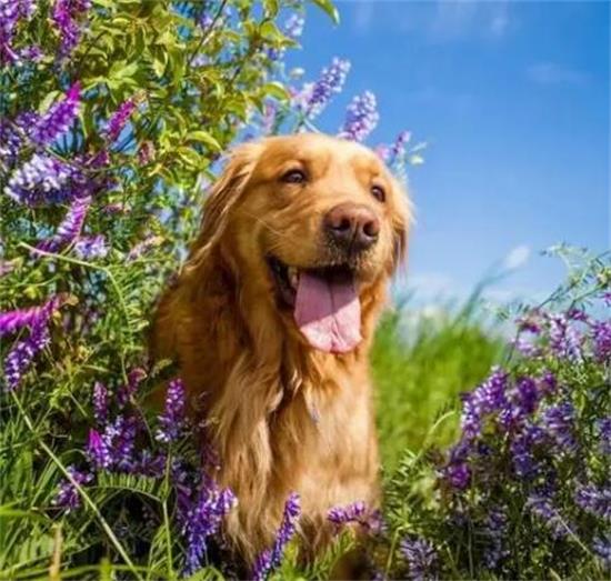 养宠物就需要选金毛犬，原因非常简单就7点！