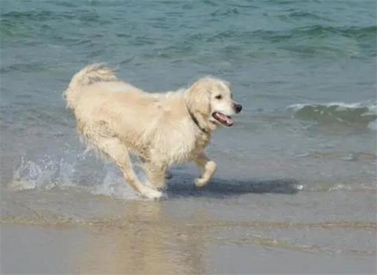 养宠物经验很少的初学者怎么快速挑选纯种金毛幼犬