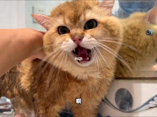猫膀胱炎能自愈吗