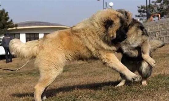 狗狗领地意识太强怎么办