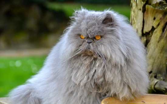 猫传腹肚子硬还是软 猫咪肚子胀大千万不能忽视