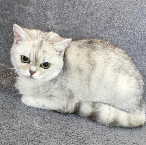 猫咪体外驱虫后吐白沫 猫咪是中毒了还是咋了