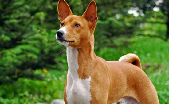 巴仙吉犬聪明吗 巴仙吉犬智商排行