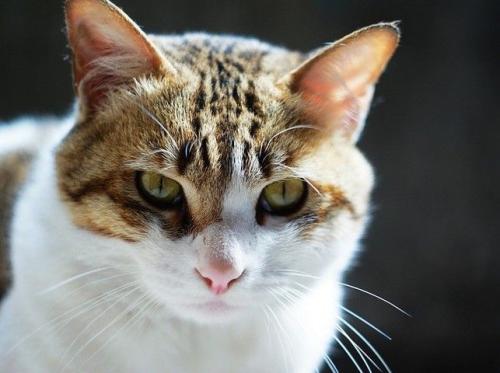 猫咪拉血应该怎么办？