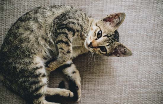 猫吃猫草拉稀