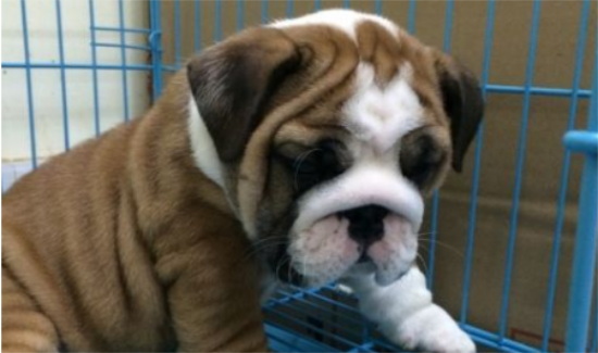 斗牛犬好养吗？