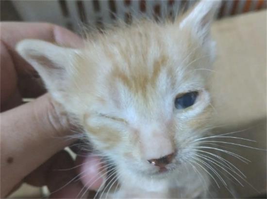 猫眼睛红肿睁不开 一定要去医院做专业的检查