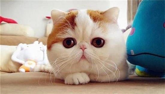 猫得结膜炎的病因、症状及详细治疗步骤