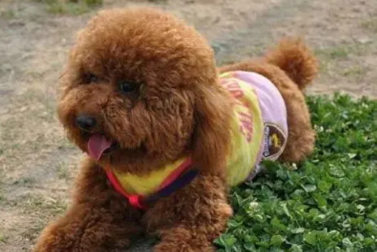 小狗睡觉老是哼哼唧唧的怎么回事？