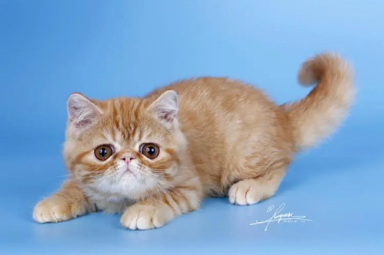 猫咪嘴上长肉芽怎么办 