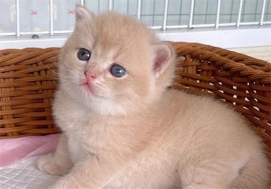 传腹猫死前症状 猫传腹死前症状