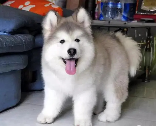 为什么不能对狗吹气？