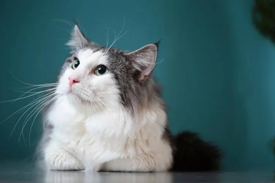 什么原因会引起猫咪肝脏问题