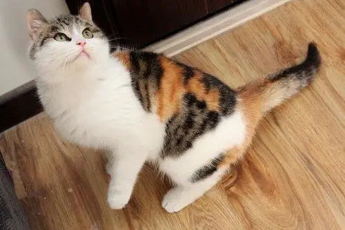 猫有肥胖症吗 这些行为都会致使猫患肥胖症！