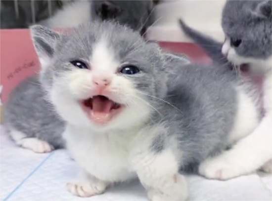 猫咪睡觉打鼾声音特别大 可能是鼻腔疾病！