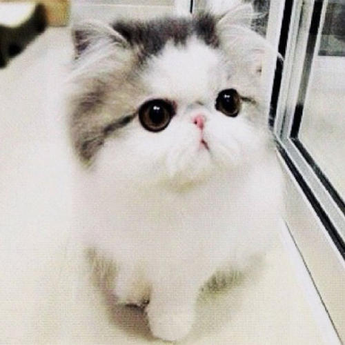 猫咪牙龈炎是什么原因