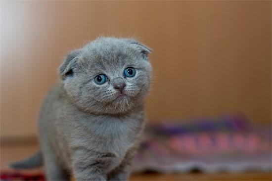 猫猫脱毛皮肤小黑点 毛囊炎要细心护理哦！