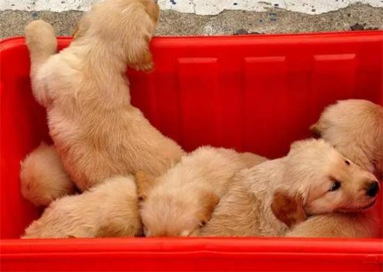 一窝金毛幼犬怎么选？一起来看看