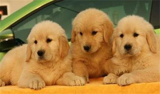 金毛幼犬怎么补钙？快来了解一下