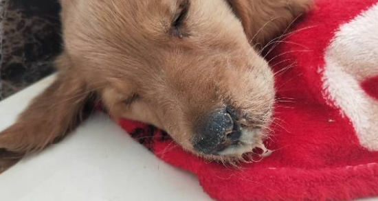 金毛感冒和犬瘟的区别 金毛感冒和犬瘟有什么不同